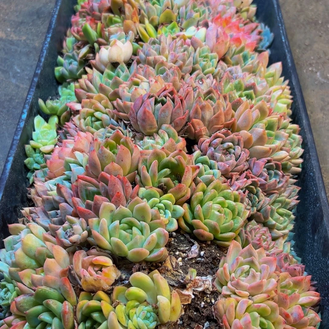 691不包售后不包售后