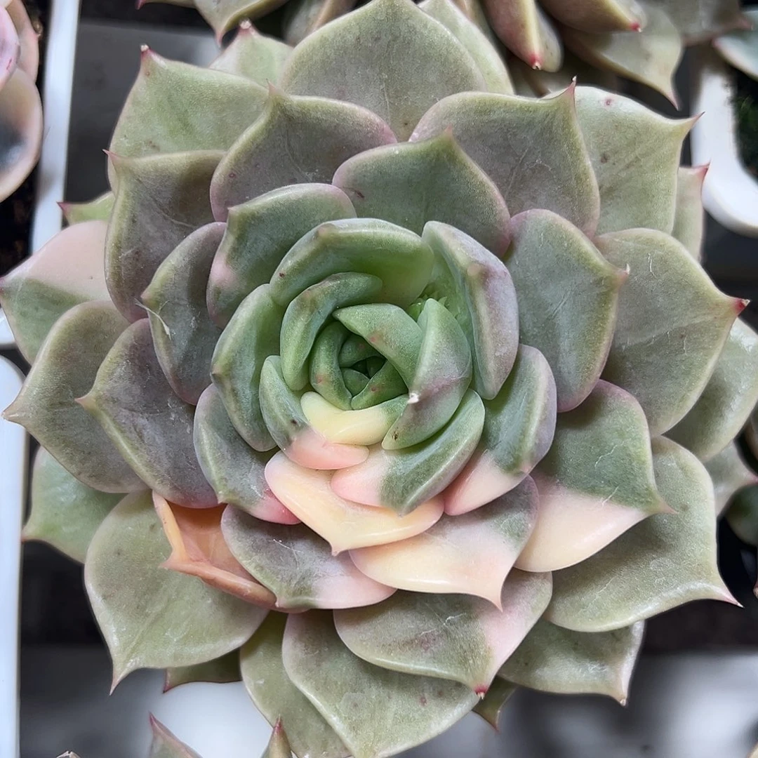 满38包邮花脸 贝加尔湖