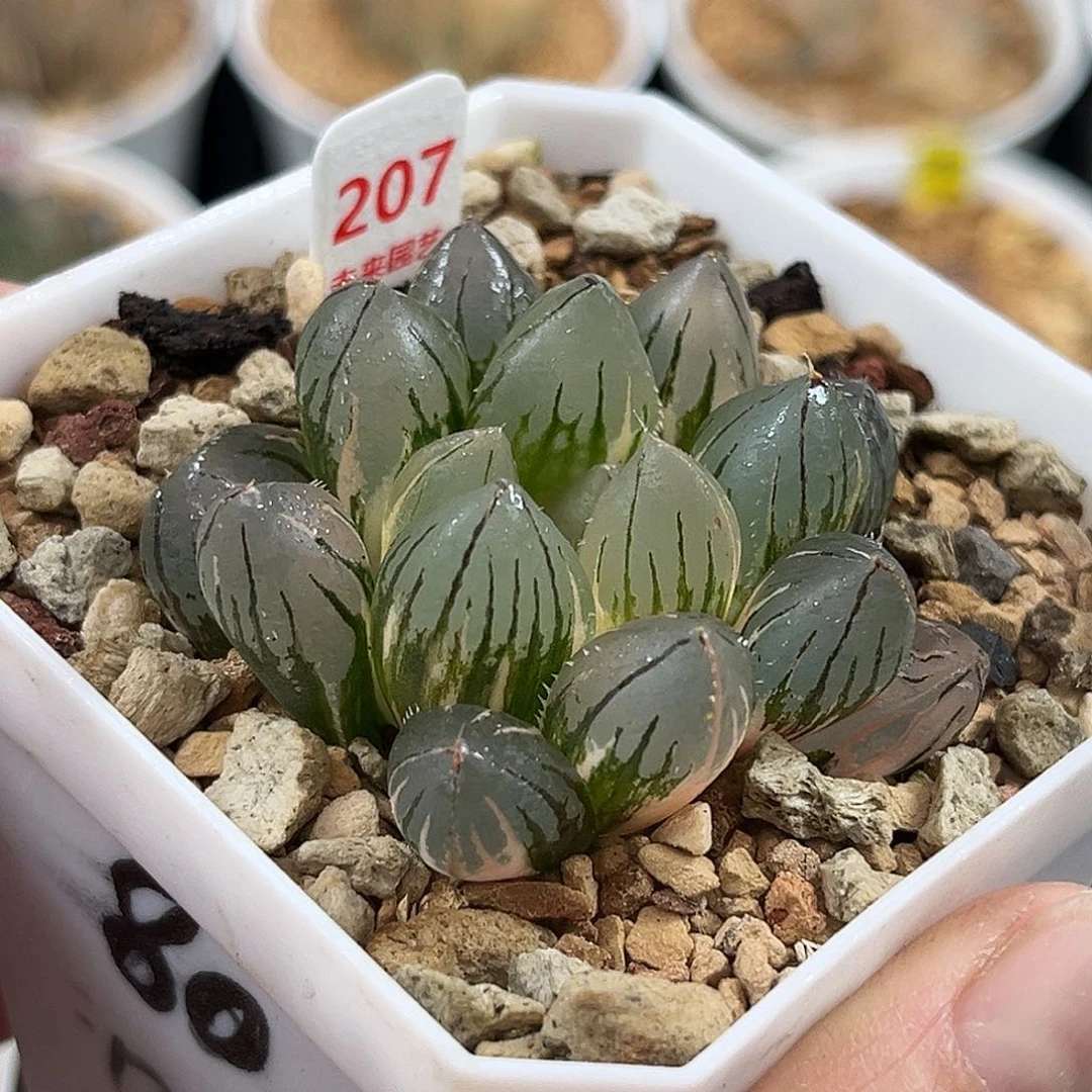 207oh3玉露锦一物一图