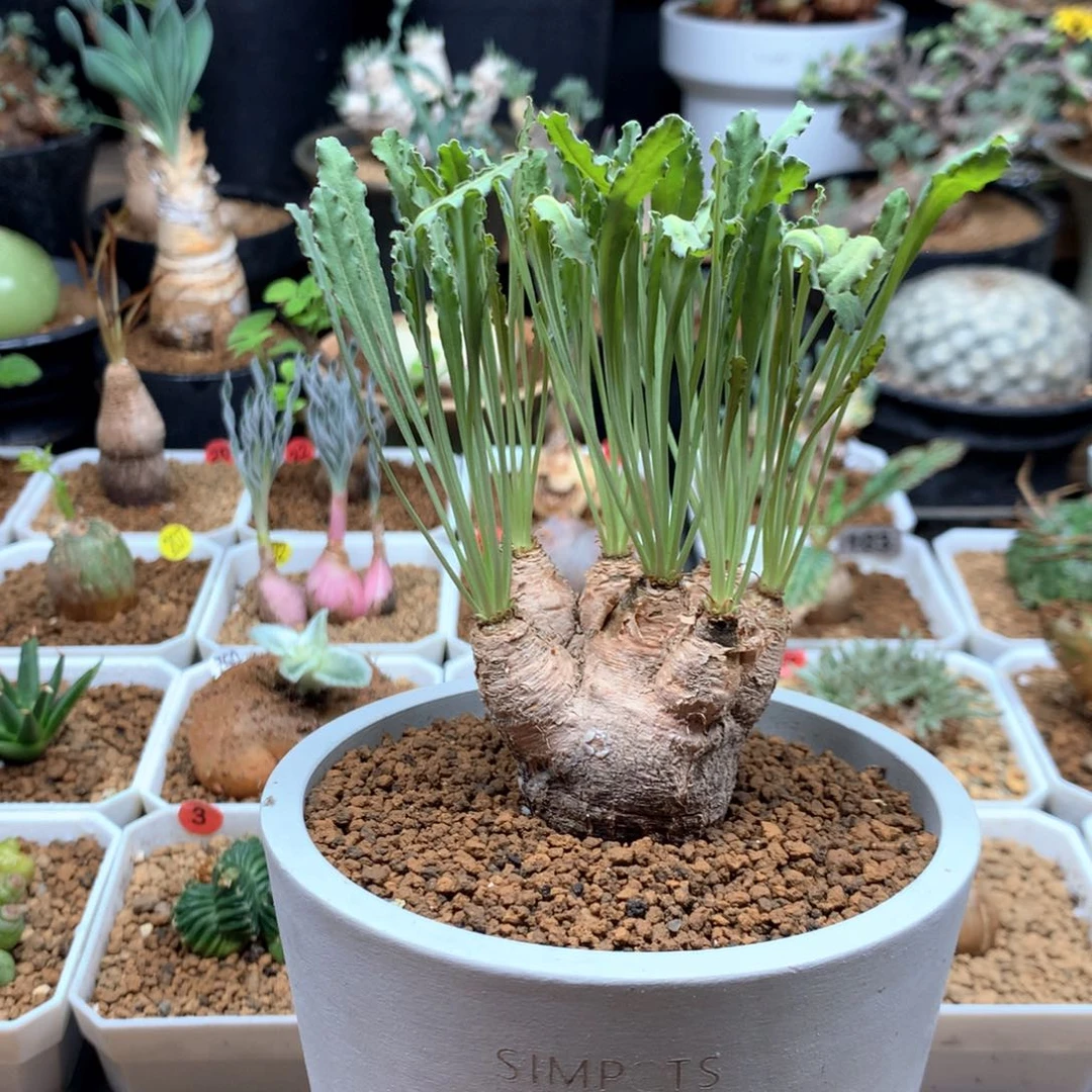 毛***财波涛大戟带盆群生