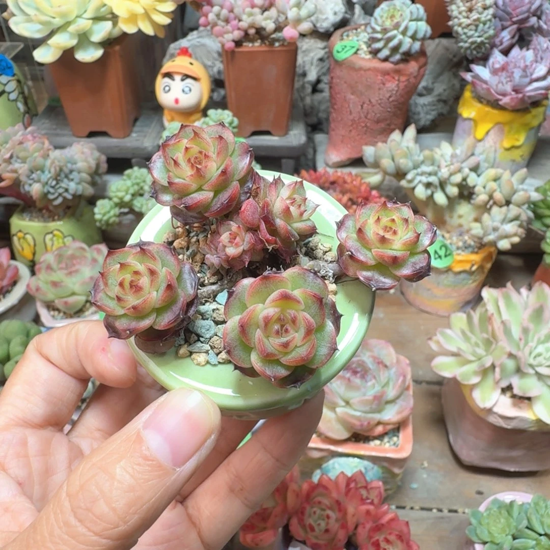 溏心珍妮缀 多肉含盆土 一物一拍