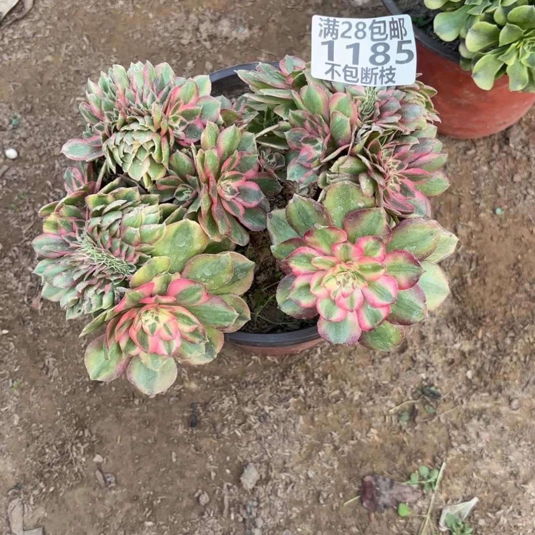 M. 1185万白缀多肉。cede