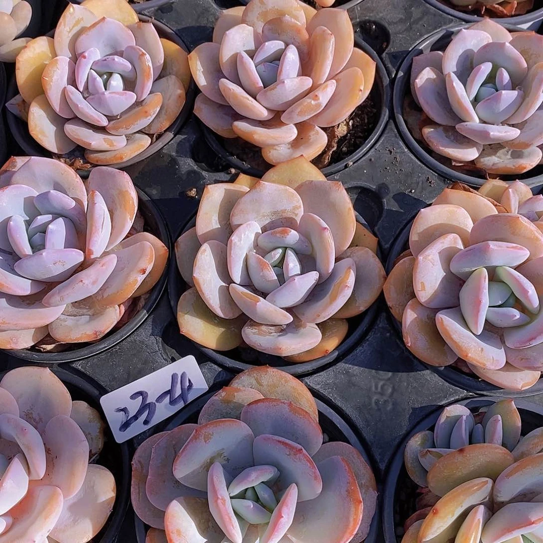 23-4 韩版奶茶单头一颗量拍