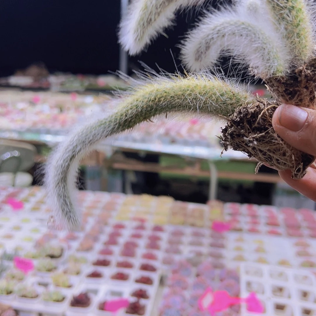 九尾9根19包邮多肉植物