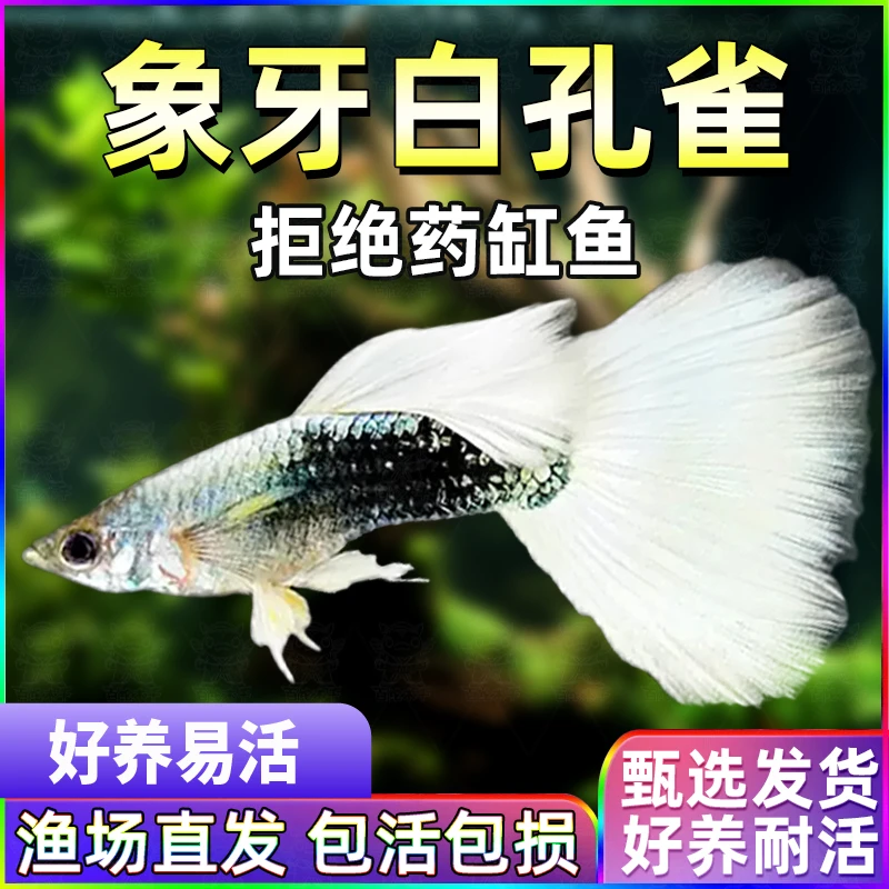 【象牙白礼服孔雀鱼】纯种热带观赏鱼好养耐活小型淡水鱼苗