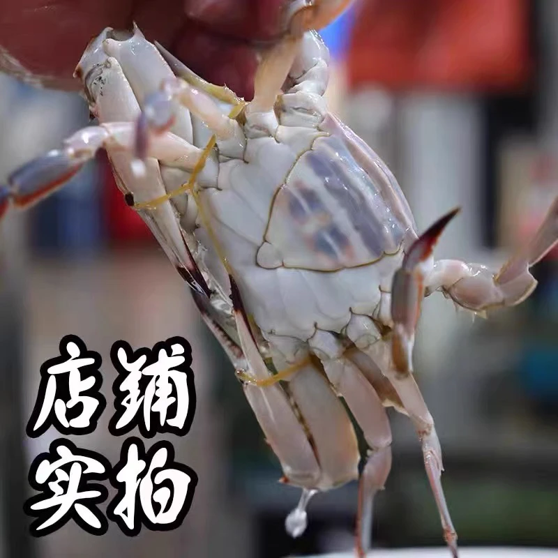 鲜活三角蟹 少女蟹 二母蟹