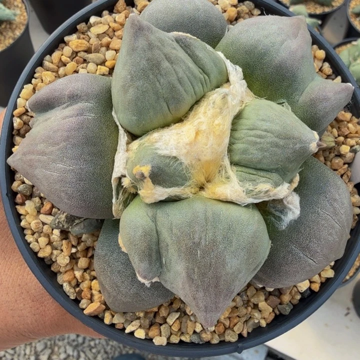 紫皮丸尤岔大型种