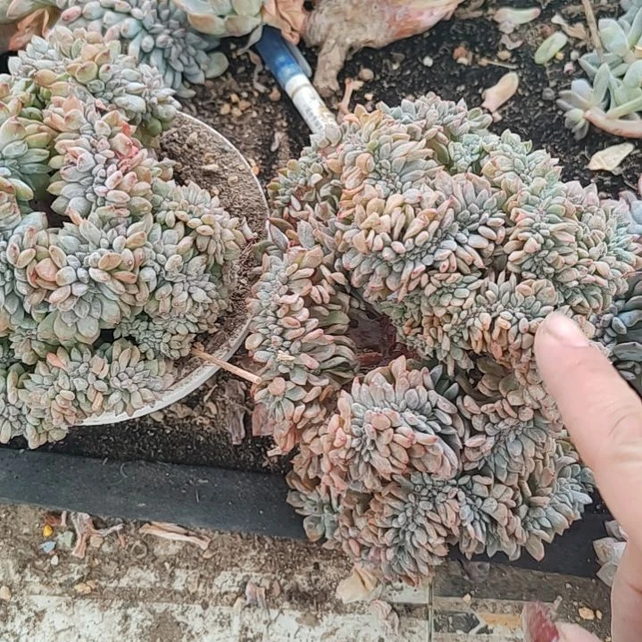 蓝***云蓝天白云福利不售后