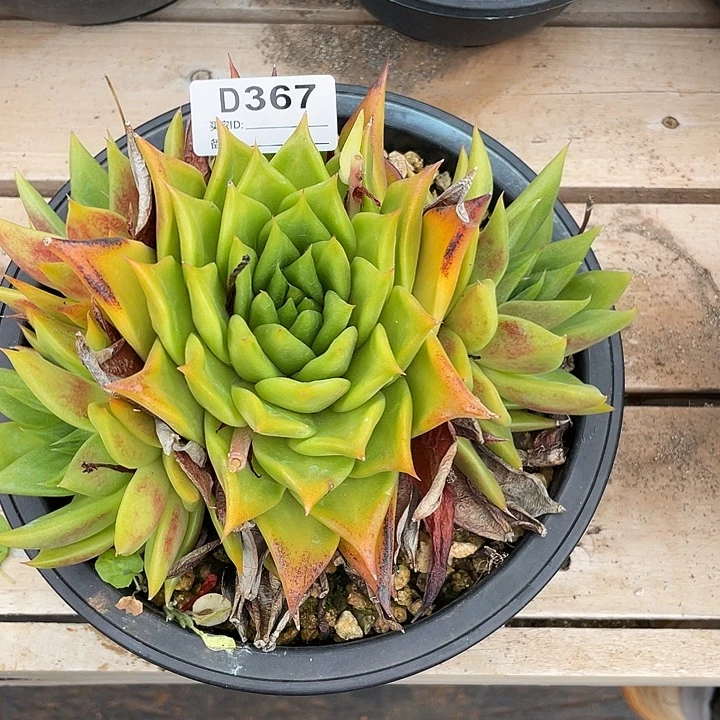 若如东云单拍D367