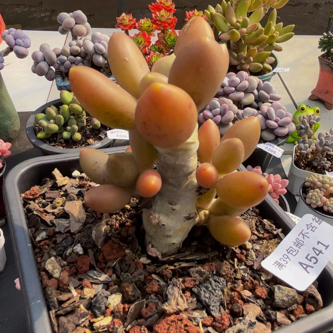 541/7cm芒果奶多肉