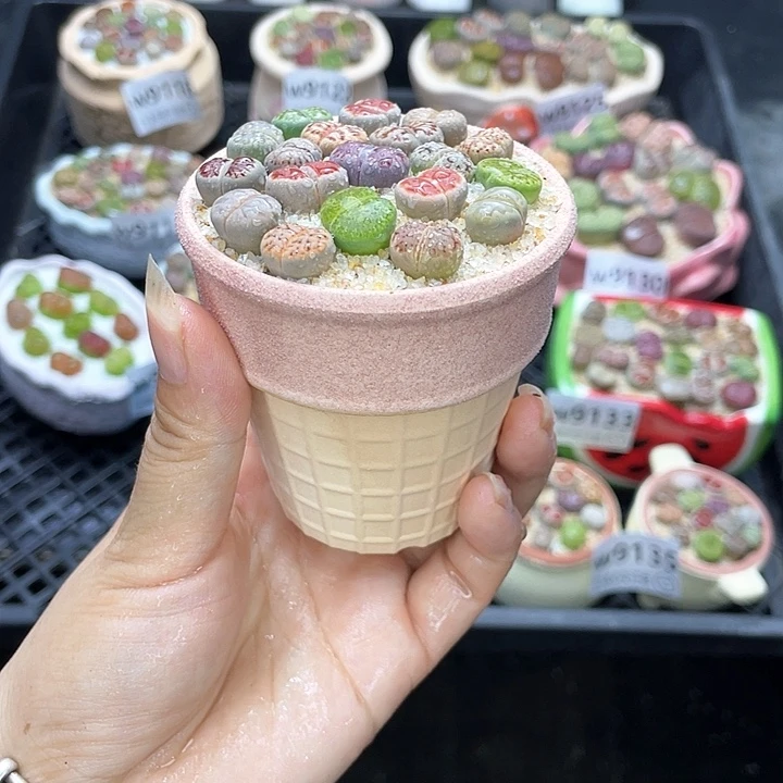 w9136 带盆土发货一物一拍