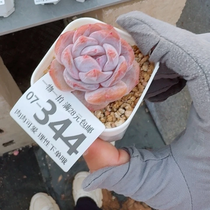 石榴籽多肉植物多肉植物