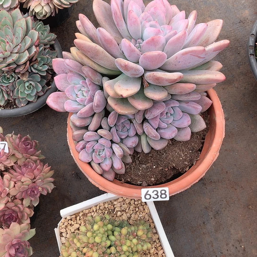 638奥普 一物一拍多肉