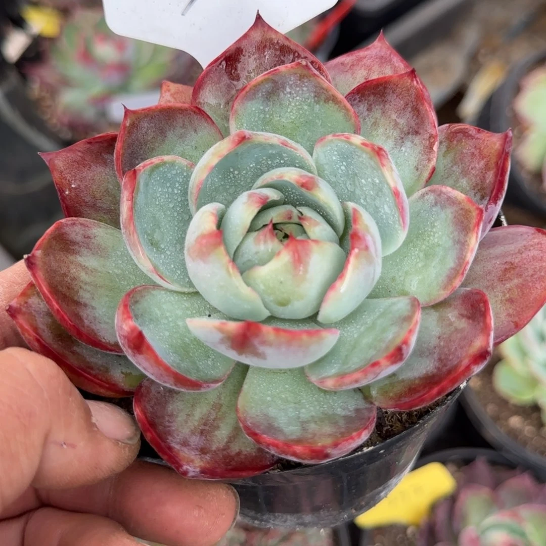 惊鸿一物一拍包装收缩花旱325