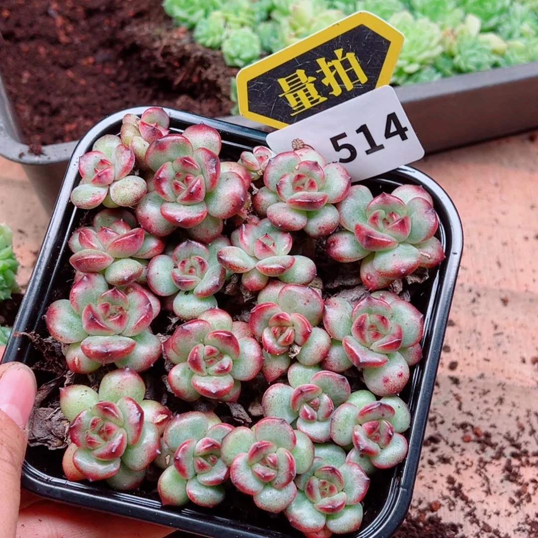 多肉植物多肉植物
