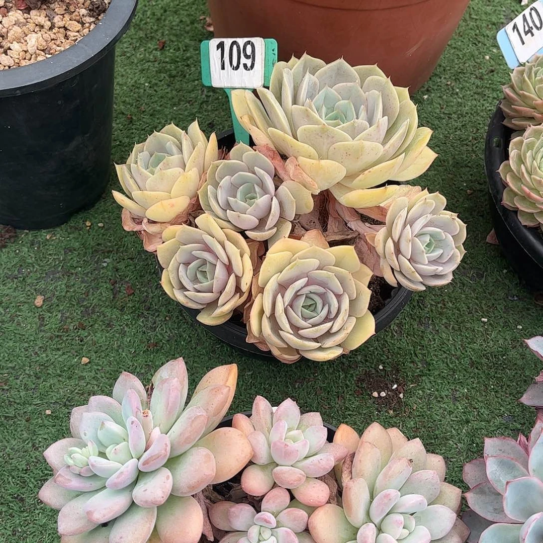 俊***英蓝色苍露多肉植物109