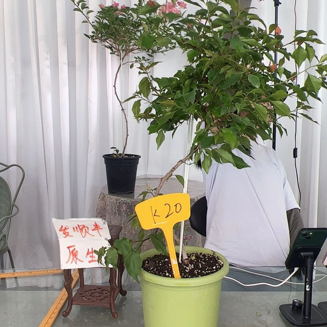 当前无花栽培后可以开花D****笑K20橙桑巴