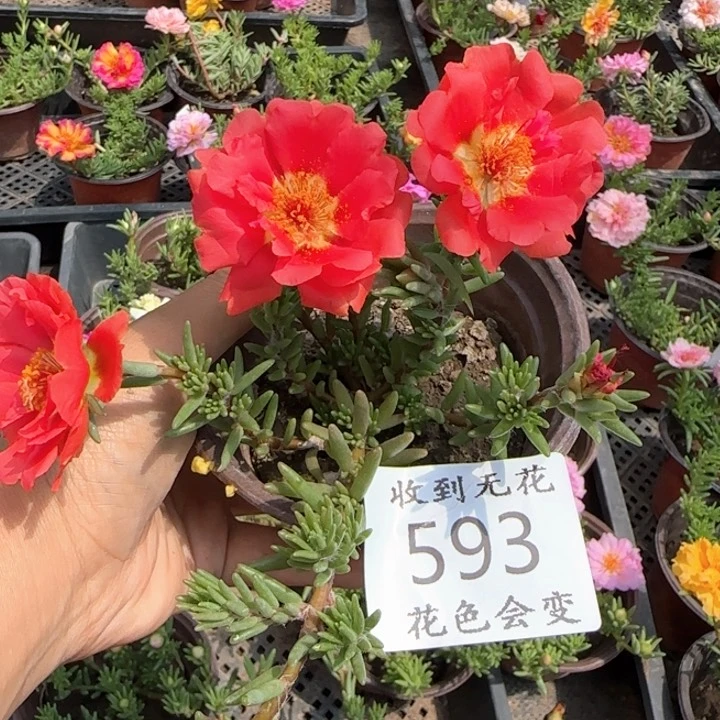 无花朵593特殊色超小苗盆口10cm