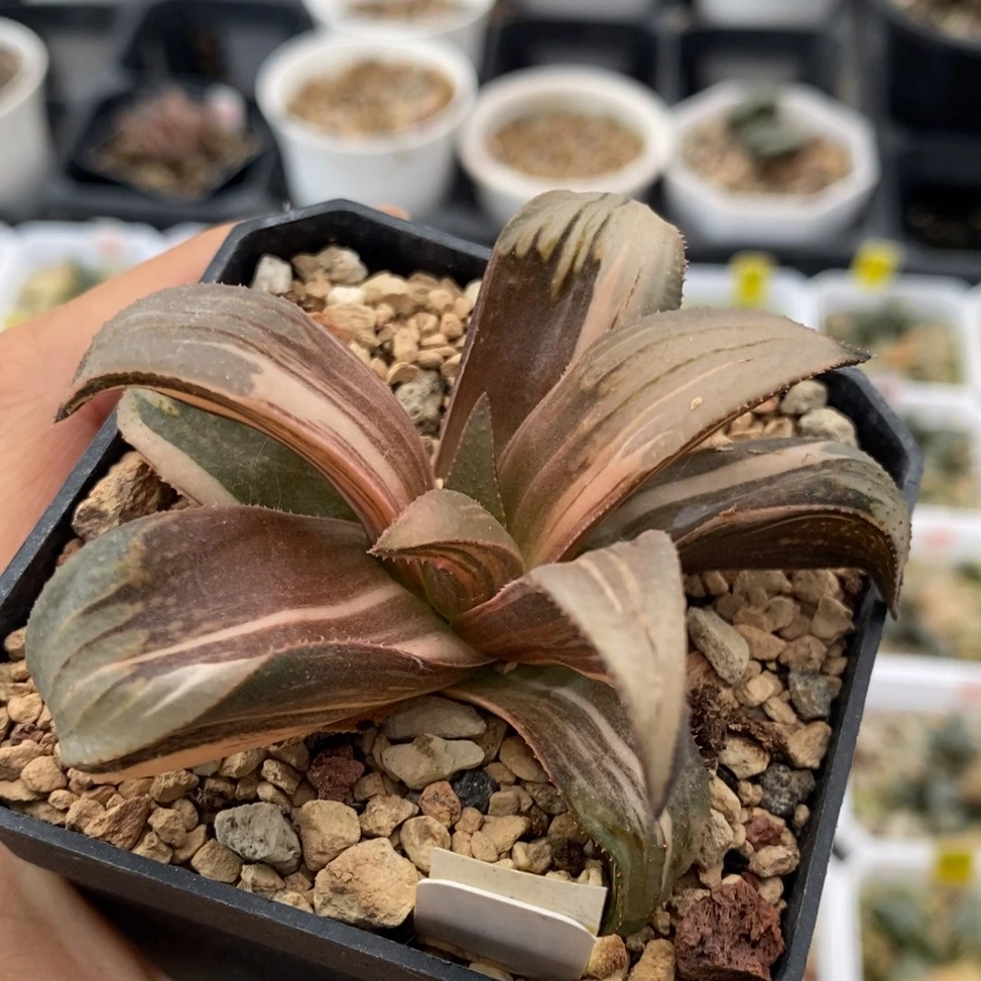 722号芭提雅锦多肉多肉