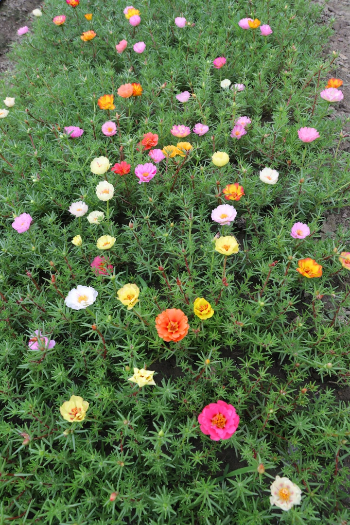 结种子籽播重瓣太阳花耐热易活盆栽绿植花卉庭院阳台种植