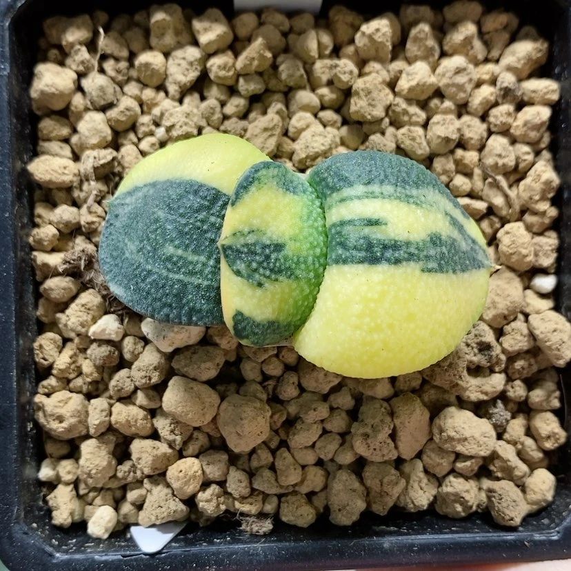【闪购商品】143卧牛锦