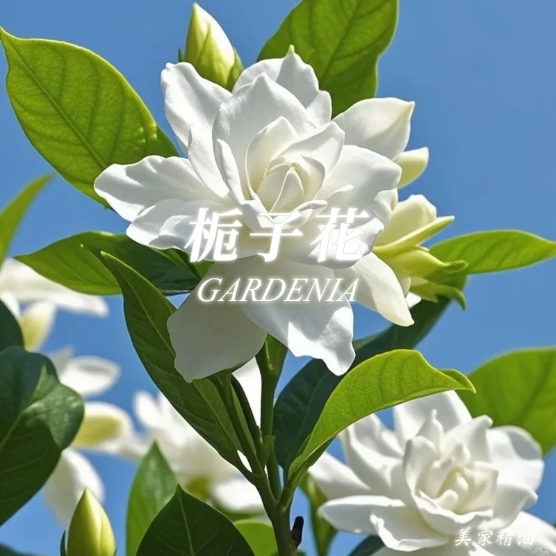 b37-黄栀子花精油单方精油