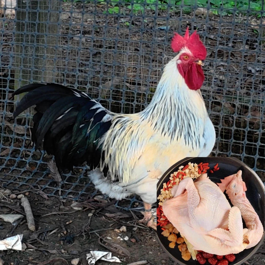 一只稻花or文昌公鸡 山林散养 肉质鲜美 顺丰包邮