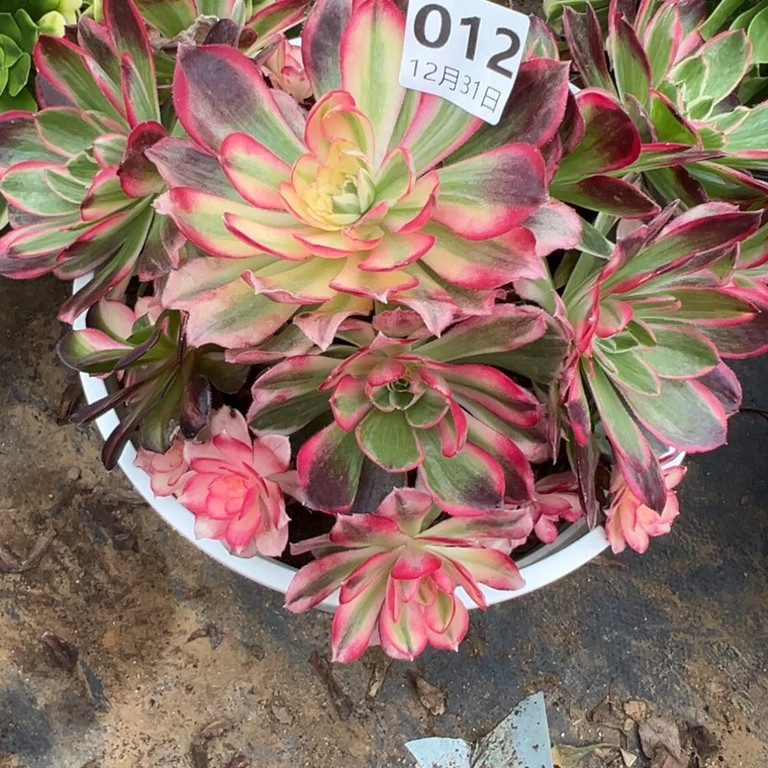 12.31-12西施多肉植物