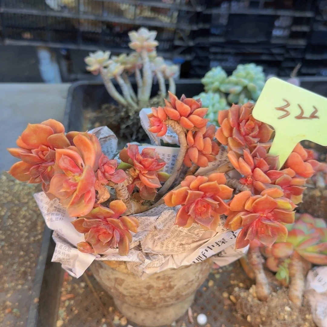 多肉植物的生长发育