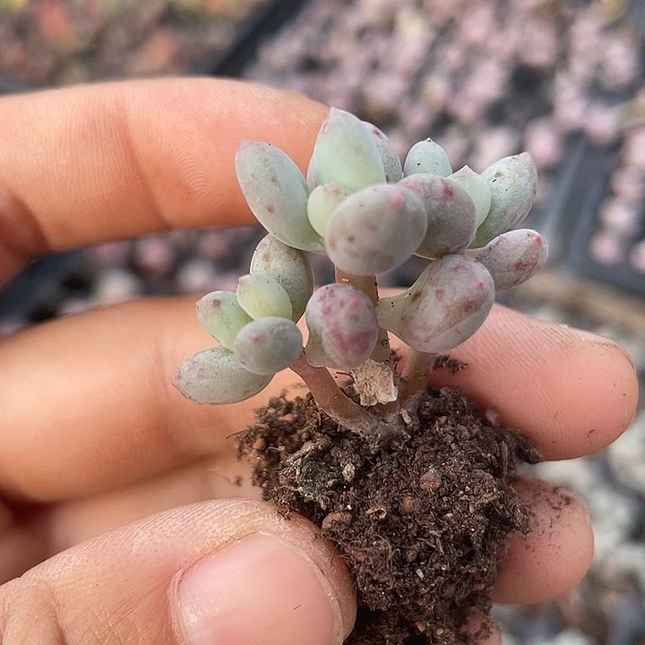 苹果奶发2颗群满18