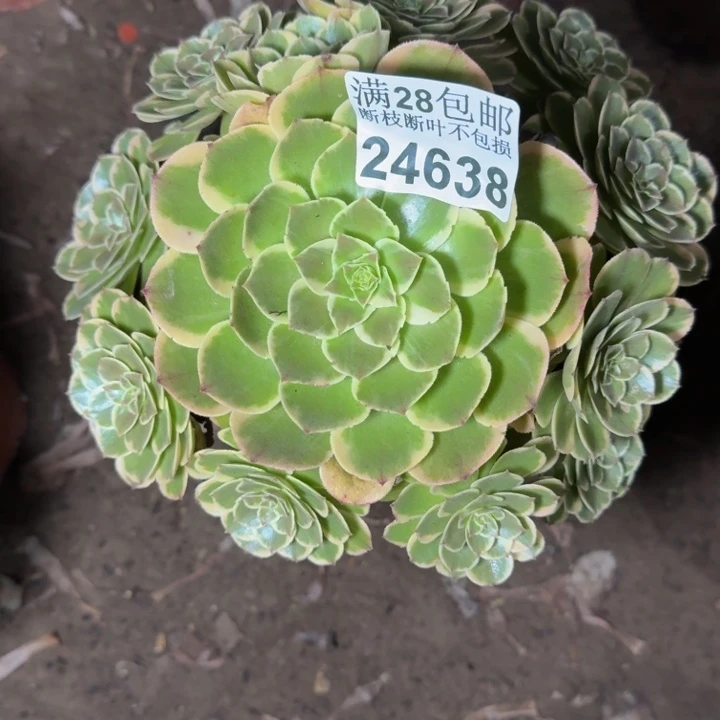 24638南分花妖多肉植物