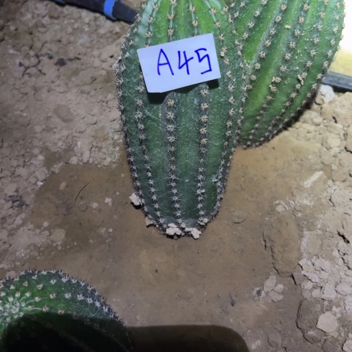 @***菜A45金妞蓉蓉一颗45////
