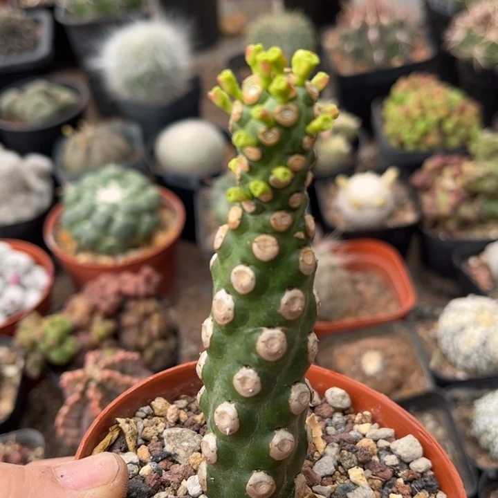 无刺霸王鞭一物一拍自根