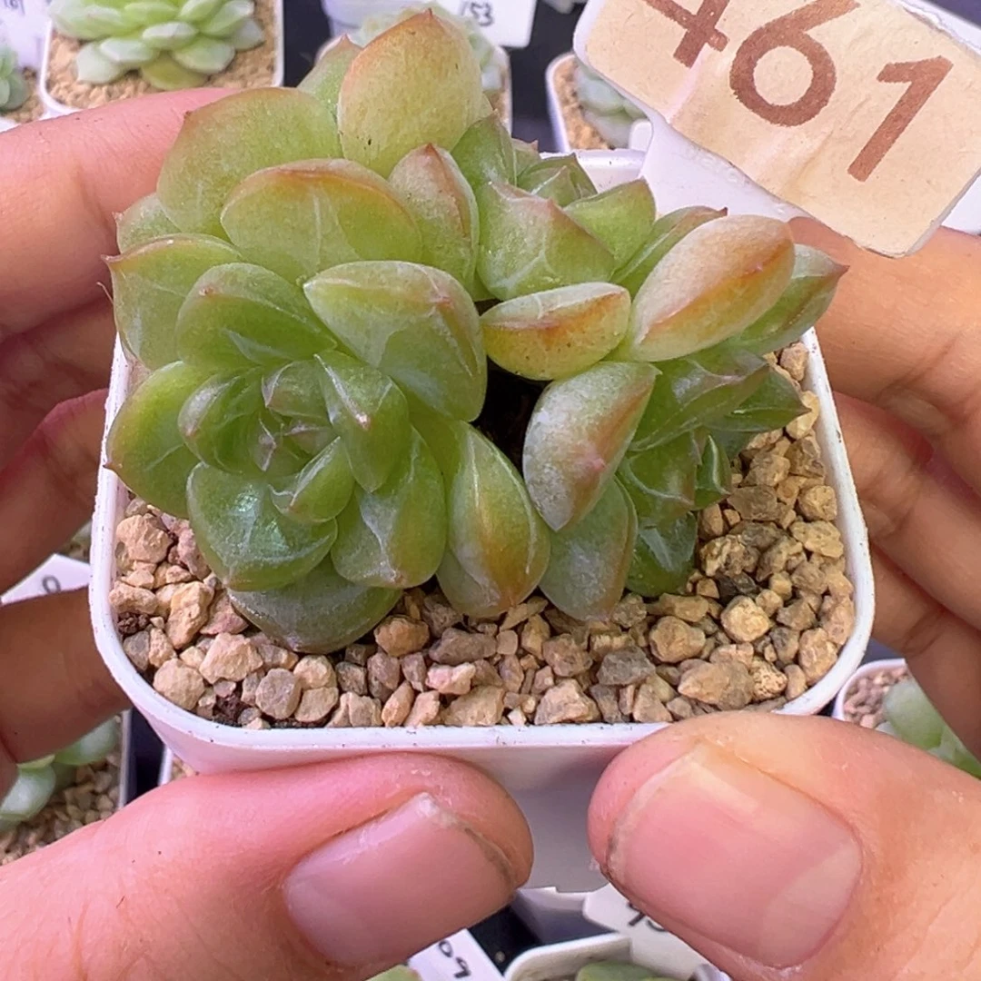 461号琴心晗雨多肉植物