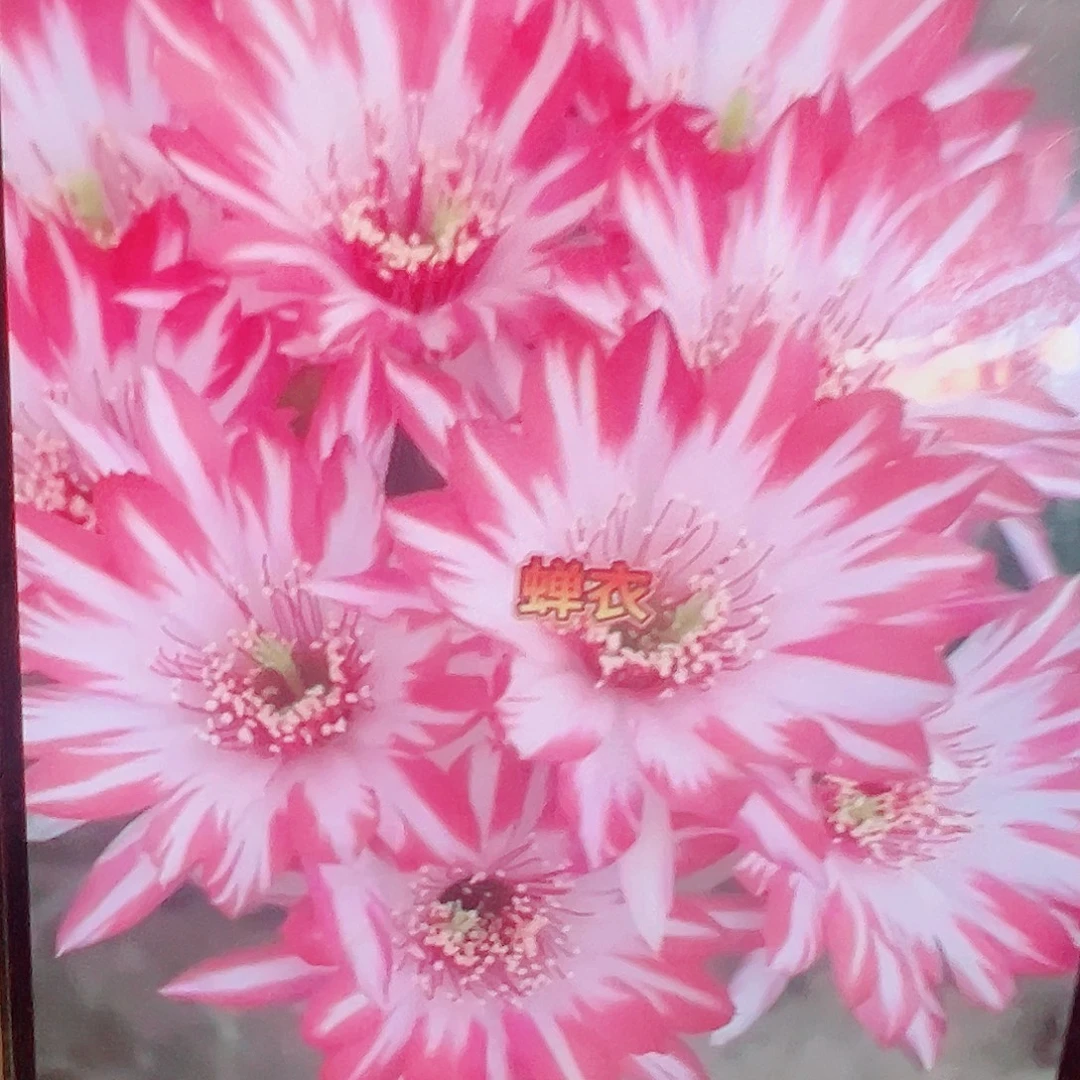 丽花 蝉衣 侧芽 满20包邮