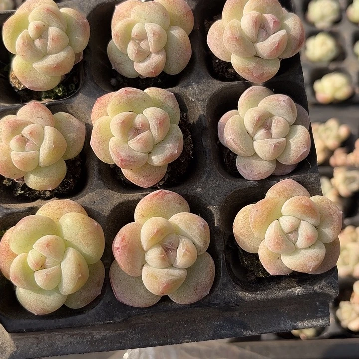 61 号到手1框一物一拍