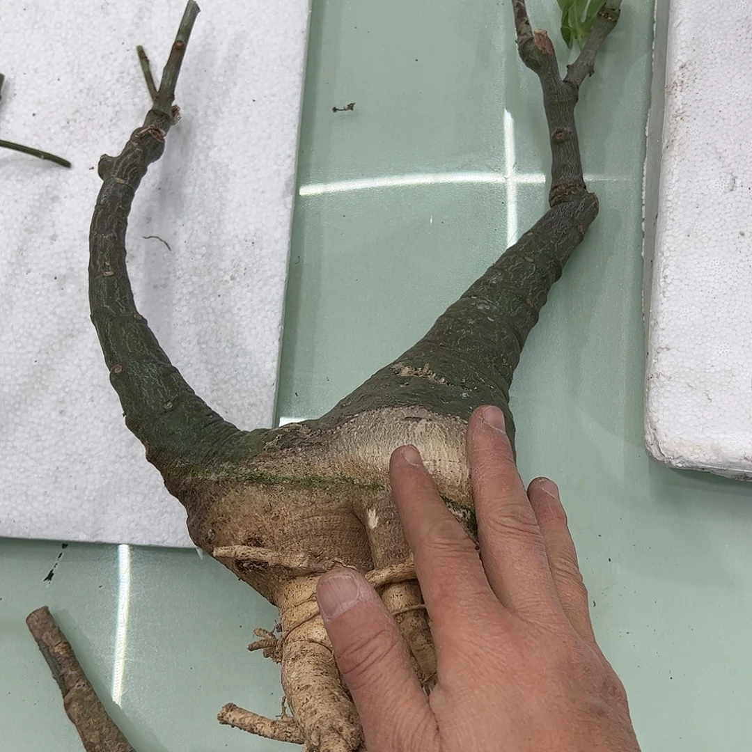 K***i牛角幻蝶蔓8888888