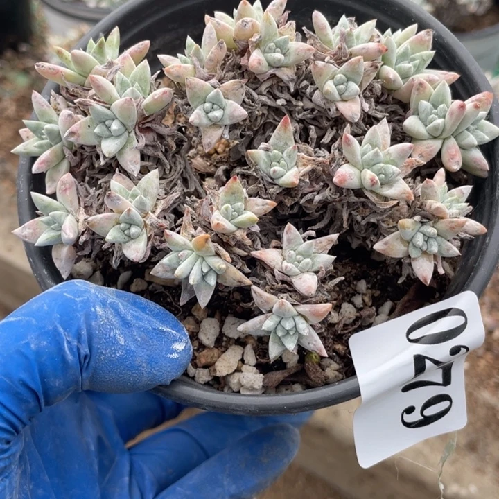 279号白菊多肉植物