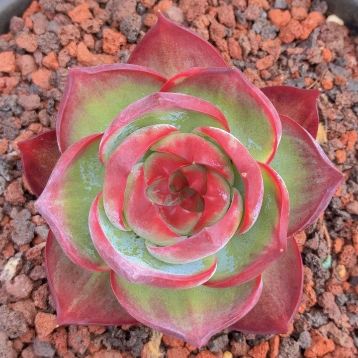 玫瑰型多肉惊鸿-4