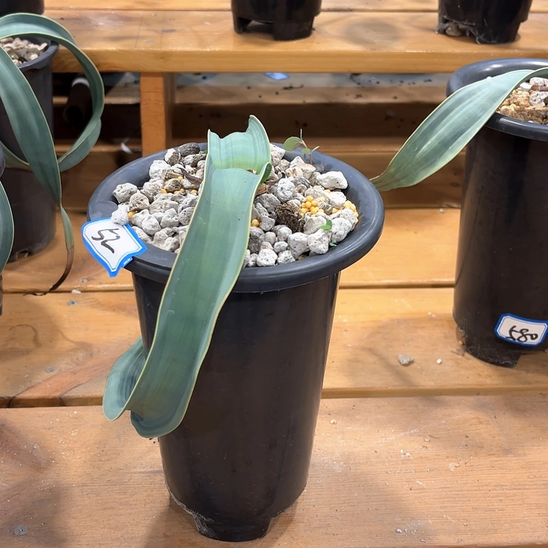 潮流植物 55和50 一起