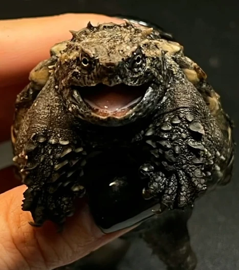 人工养殖宠物观赏龟