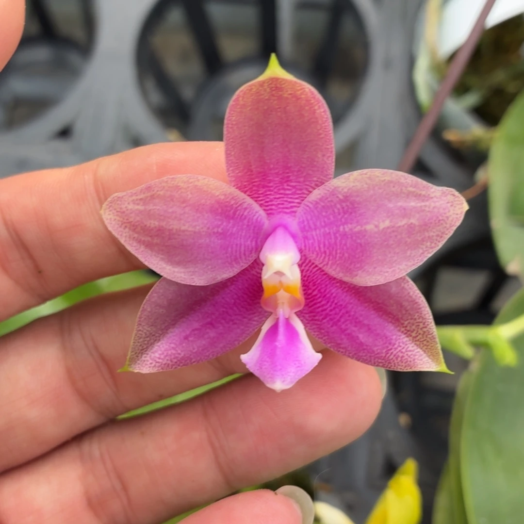 当前无花朵，栽培后可花朵A108. N6510