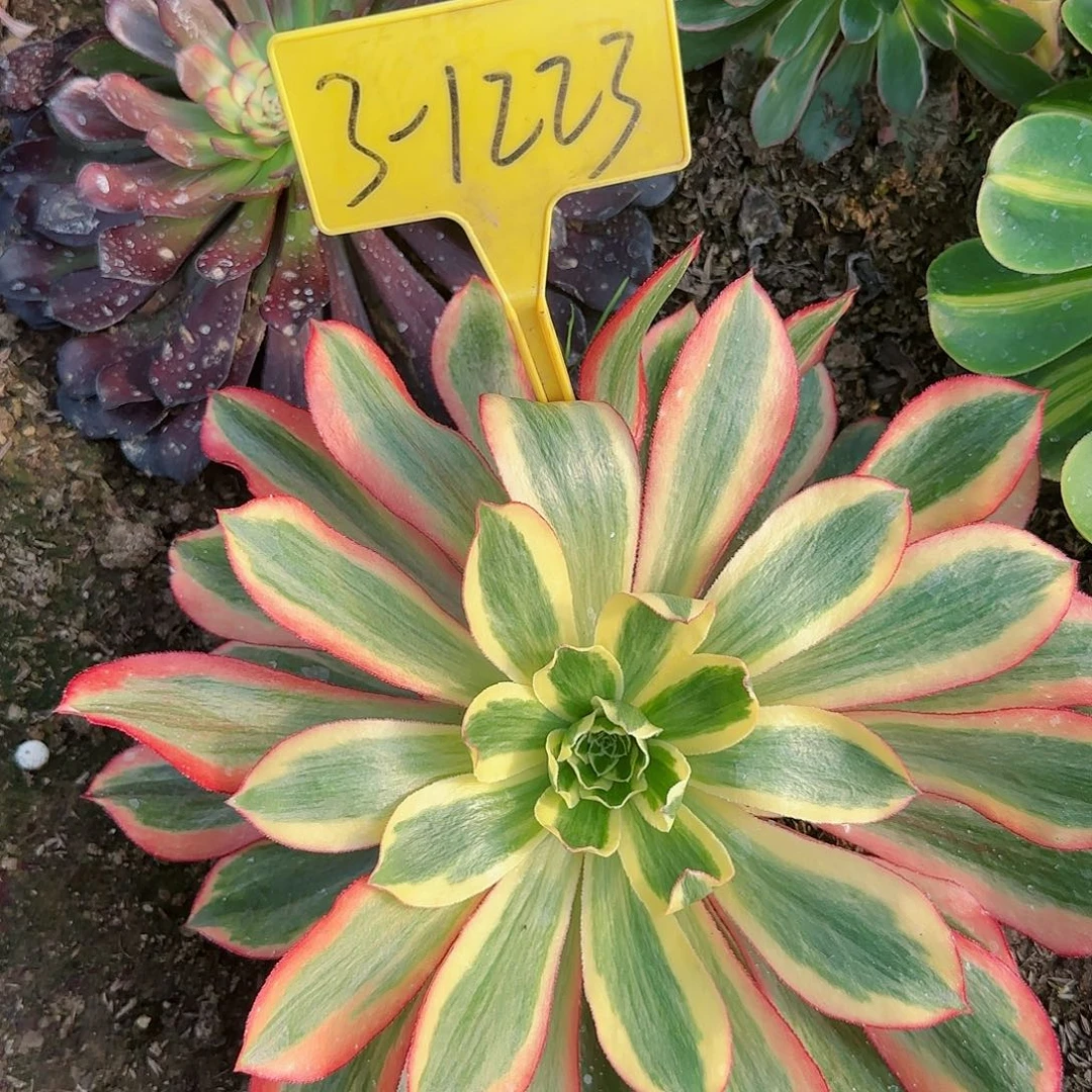 3-1223---多头多肉植物