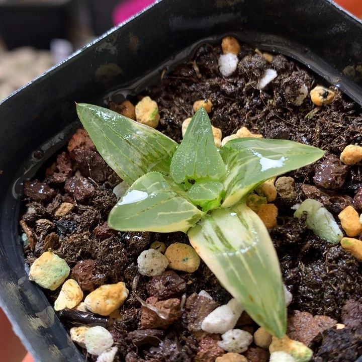 红纹寿带盆土发货