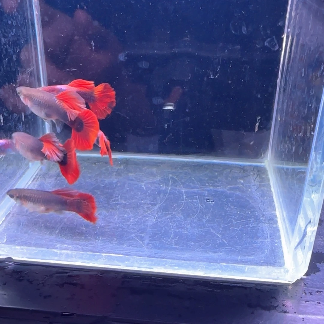 孔雀鱼瑕疵折扇6条