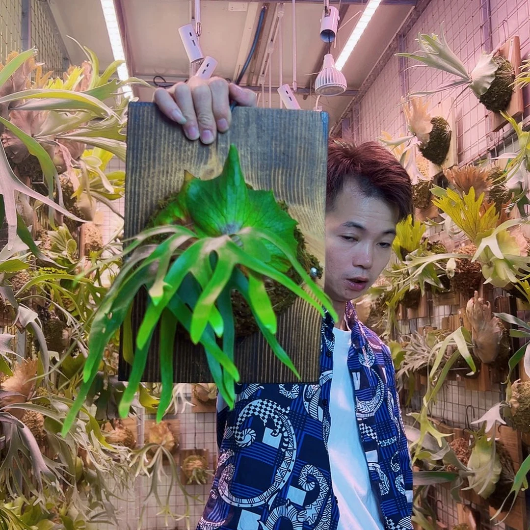 无花朵侏儒皇冠a3。