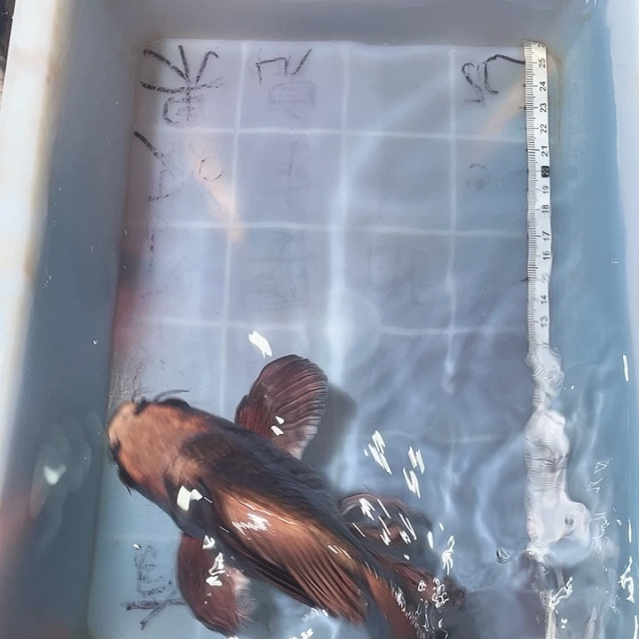 蝴蝶鲤鱼渔场直发01