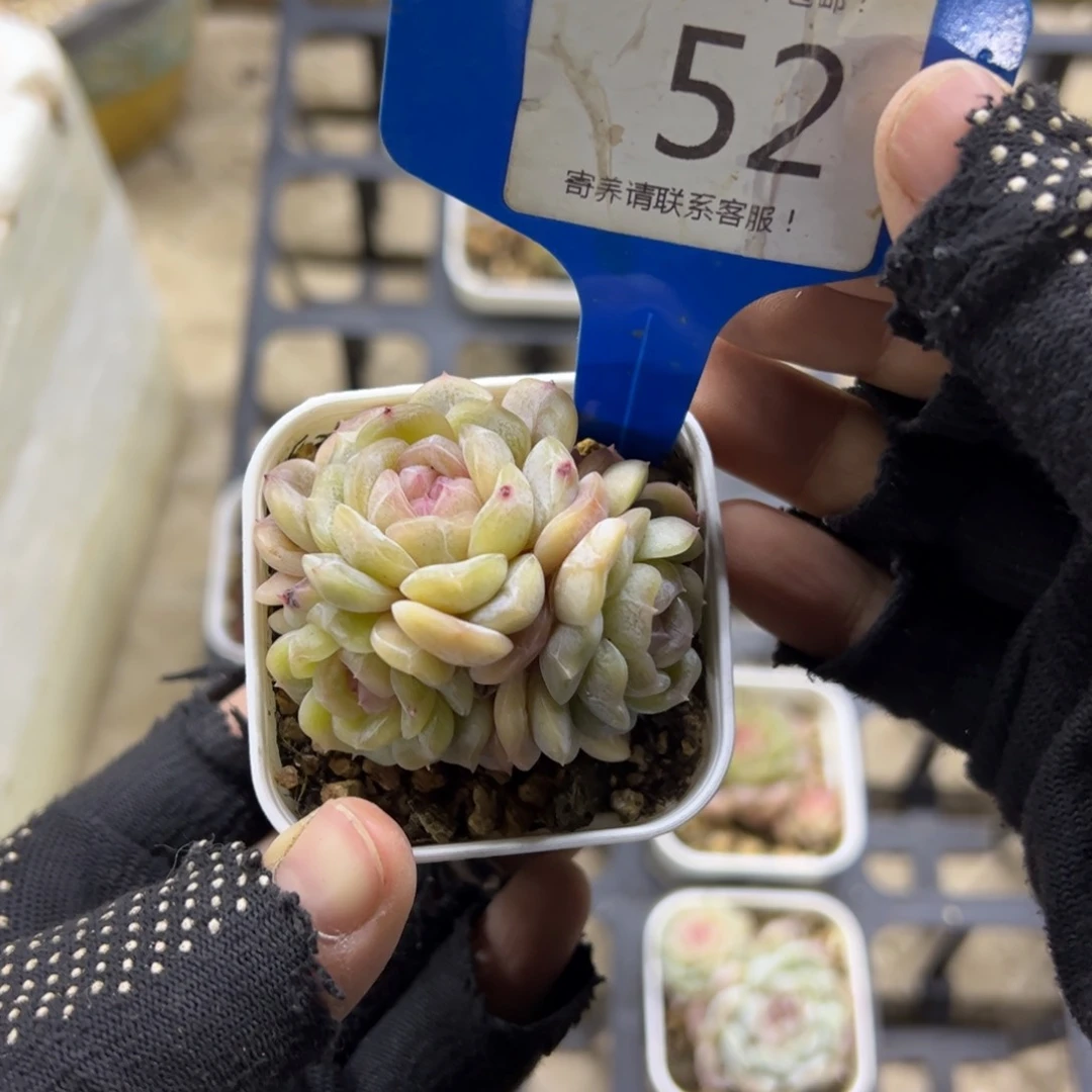 红陶52号多肉植物