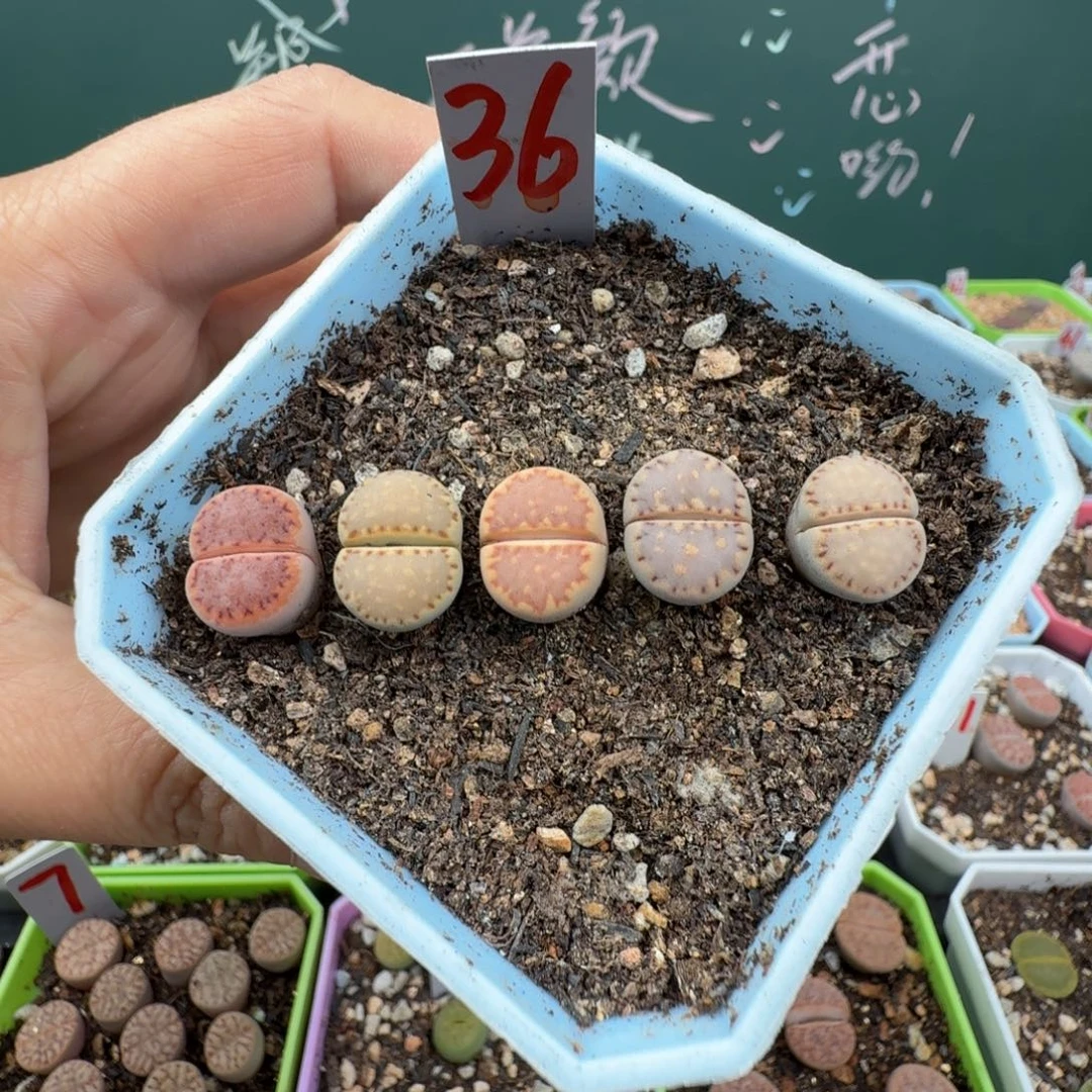 精品饼干彩套带盆土发货36