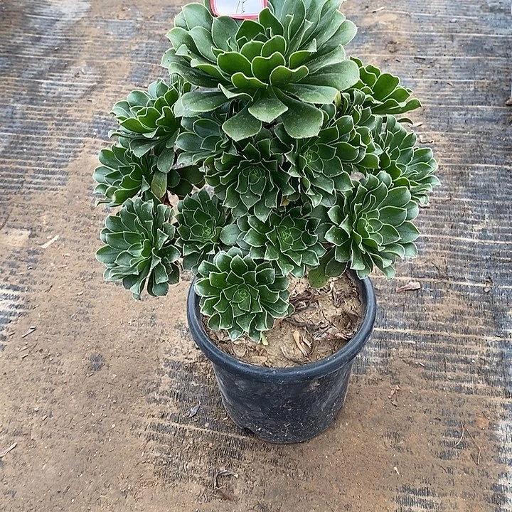 15。绿法师多肉法师多肉